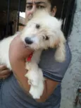 Benji