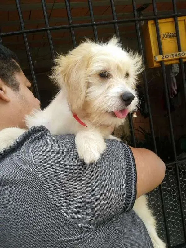 Cachorro ra a  idade 2 a 6 meses nome Benji