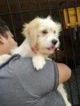 Benji