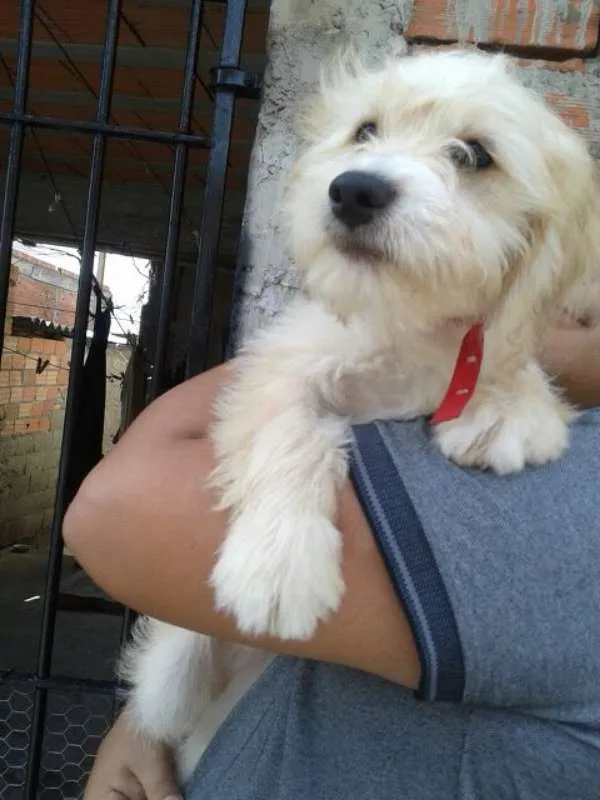 Cachorro ra a  idade 2 a 6 meses nome Benji
