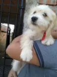 Benji