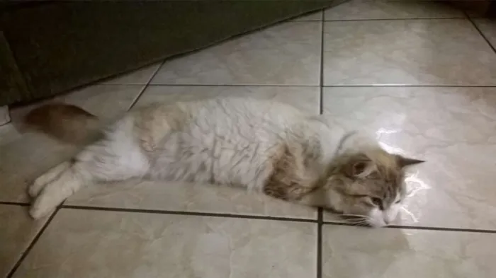 Gato ra a Não  sei idade 1 ano nome Não  sei. 