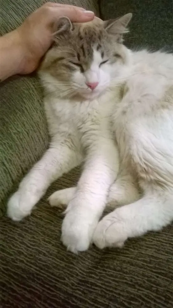 Gato ra a Não  sei idade 1 ano nome Não  sei. 