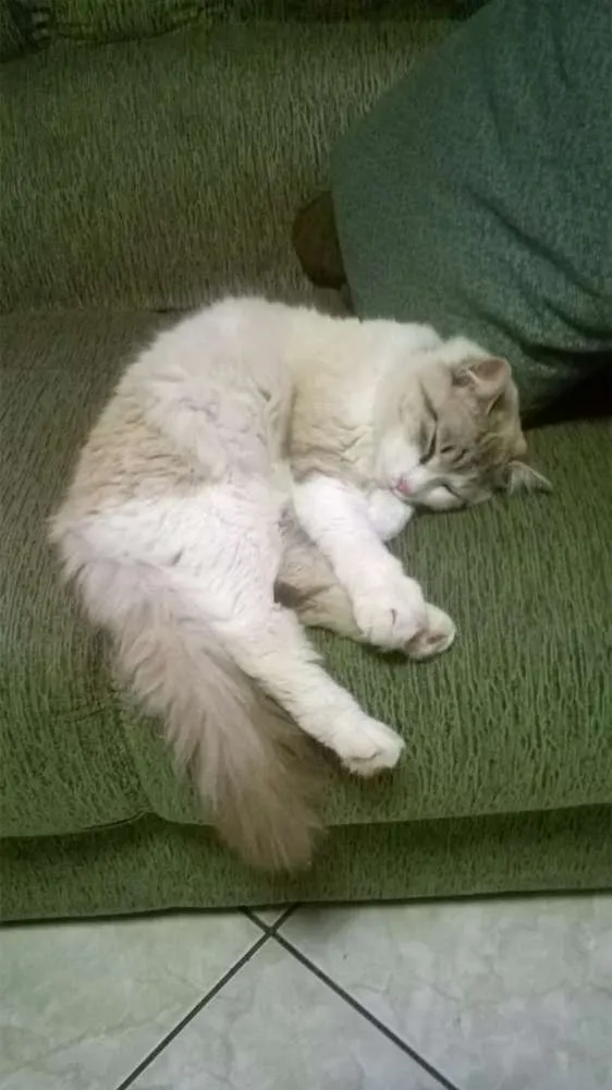 Gato ra a Não  sei idade 1 ano nome Não  sei. 