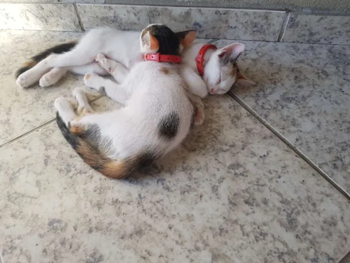 Gato raça Sem raça definida. idade 2 a 6 meses nome Sem nome