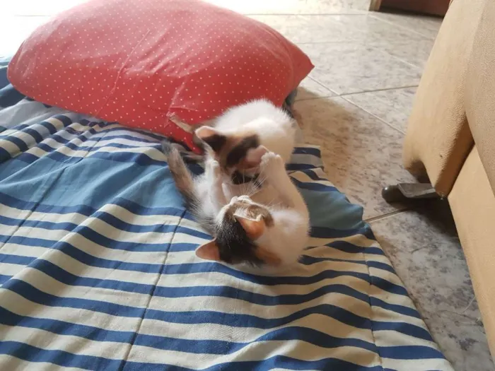 Gato raça Sem raça definida. idade 2 a 6 meses nome Sem nome