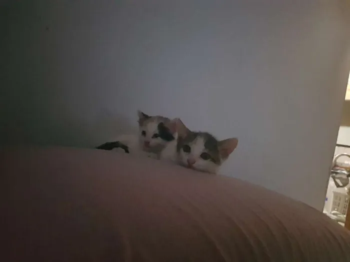 Gato raça Sem raça definida. idade 2 a 6 meses nome Sem nome