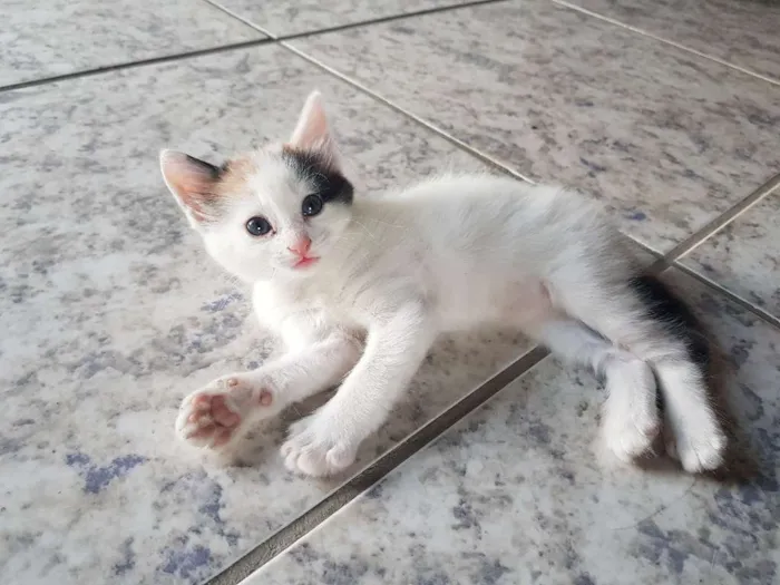 Gato raça Sem raça definida. idade 2 a 6 meses nome Sem nome
