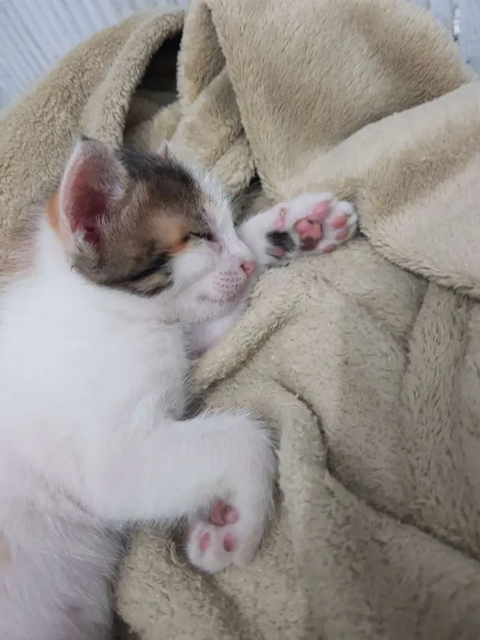 Gato raça Sem raça definida. idade 2 a 6 meses nome Sem nome