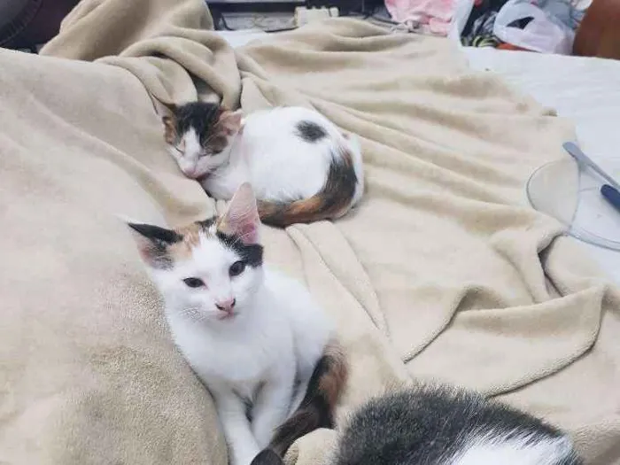 Gato raça Sem raça definida. idade 2 a 6 meses nome Sem nome