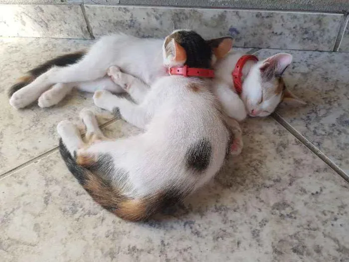 Gato raça Sem raça definida. idade 2 a 6 meses nome Sem nome