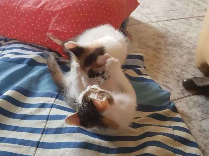 Gato raça Sem raça definida. idade 2 a 6 meses nome Sem nome
