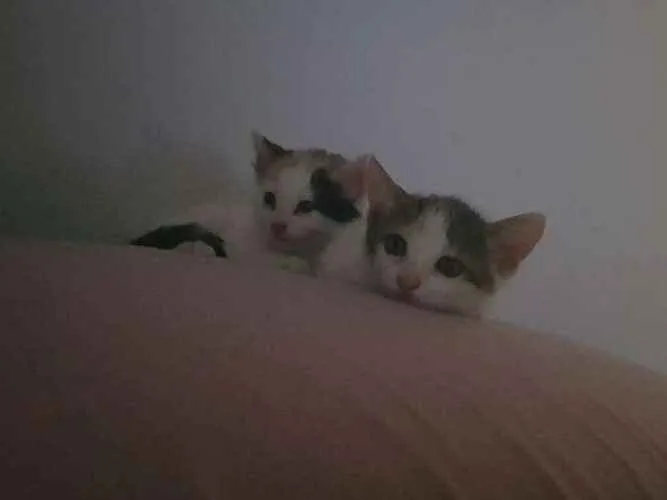 Gato raça Sem raça definida. idade 2 a 6 meses nome Sem nome