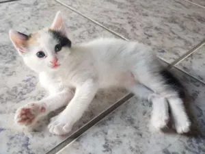 Gato raça Sem raça definida. idade 2 a 6 meses nome Sem nome