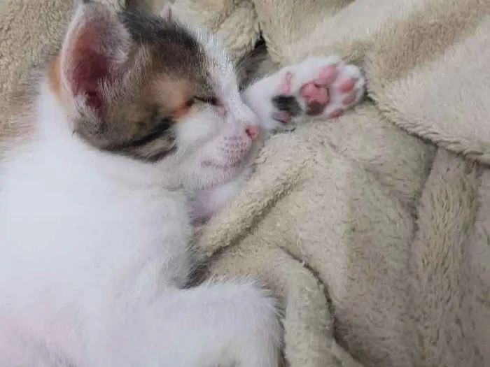 Gato raça Sem raça definida. idade 2 a 6 meses nome Sem nome