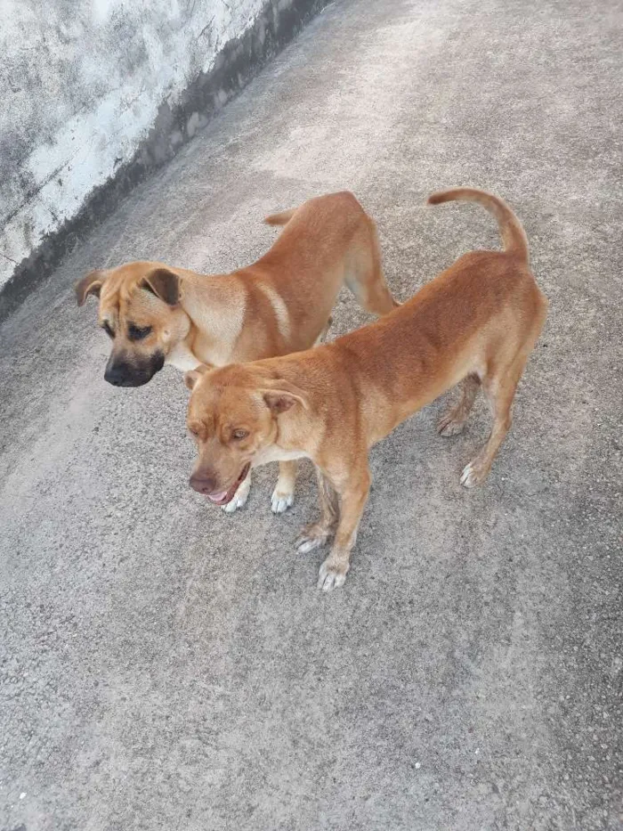 Cachorro ra a Mestiço Pit Bull +vira lata idade 7 a 11 meses nome Thor