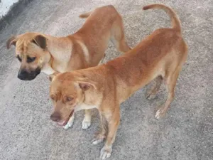 Cachorro raça Mestiço Pit Bull +vira lata idade 7 a 11 meses nome Thor