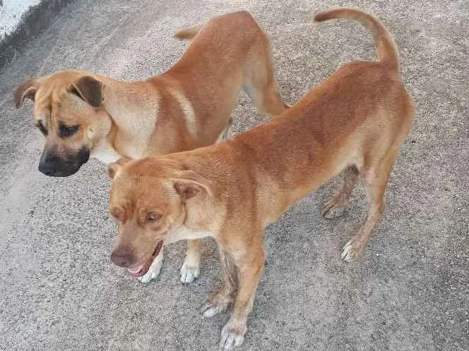 Cachorro ra a Mestiço Pit Bull +vira lata idade 7 a 11 meses nome Thor