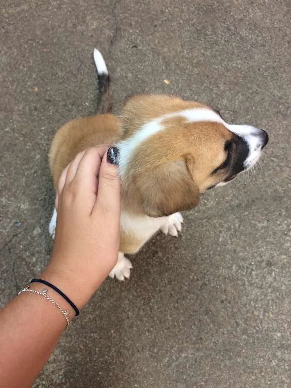 Cachorro ra a Vira-lata idade Abaixo de 2 meses nome Sem Nome