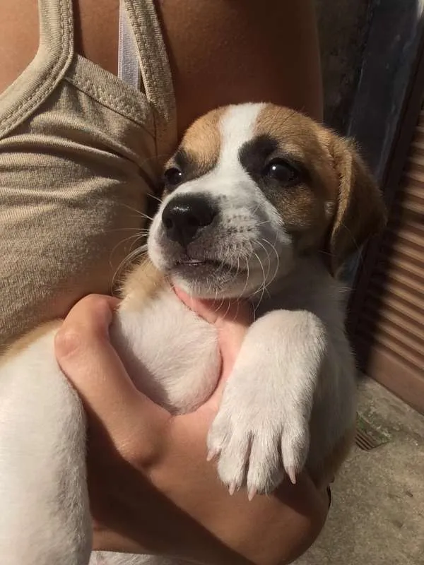 Cachorro ra a Vira-lata idade Abaixo de 2 meses nome Sem Nome