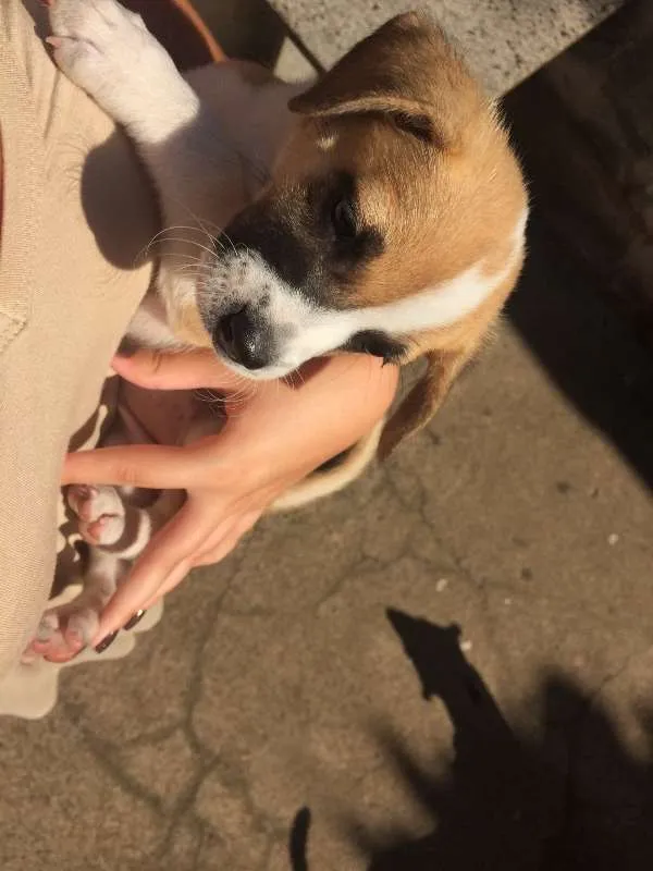 Cachorro ra a Vira-lata idade Abaixo de 2 meses nome Sem Nome