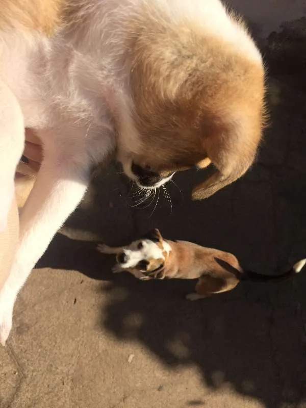 Cachorro ra a Vira-lata idade Abaixo de 2 meses nome Sem Nome