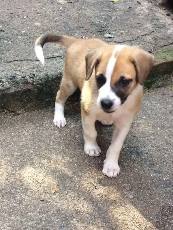 Cachorro ra a Vira-lata idade Abaixo de 2 meses nome Sem Nome