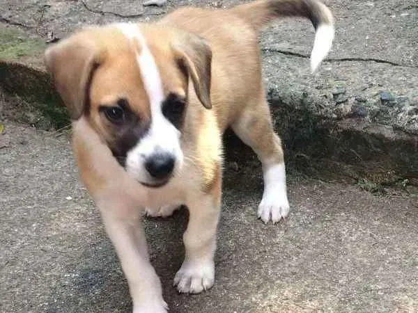 Cachorro ra a Vira-lata idade Abaixo de 2 meses nome Sem Nome