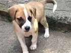 Cachorro raça Vira-lata idade Abaixo de 2 meses nome Sem Nome