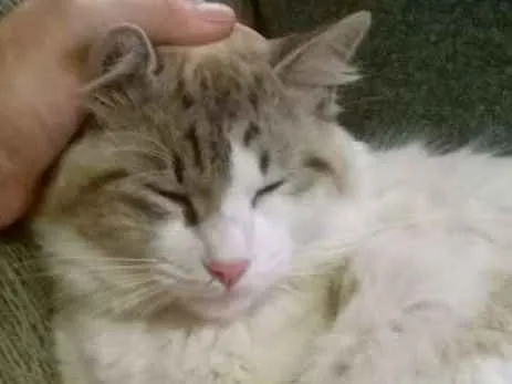 Gato ra a Não  sei idade 1 ano nome Não  sei. 