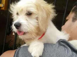 Cachorro raça  idade 2 a 6 meses nome Benji