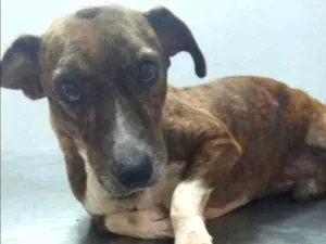 Cachorro raça sem raça definida idade 5 anos nome Luck