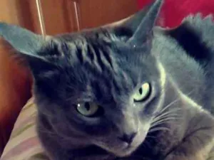 Gato raça British Shorthair idade 3 anos nome Alice