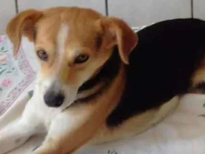 Cachorro raça Sem raça definida  idade 4 anos nome Max