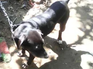 Cachorro raça vira lata idade 6 ou mais anos nome spike