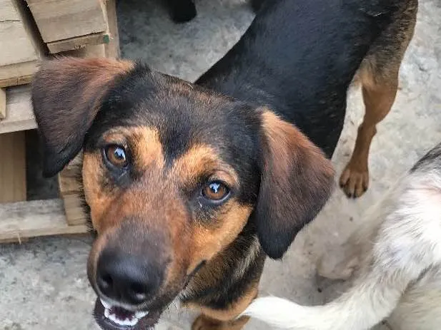 Cachorro ra a SRD idade  nome Paulinho