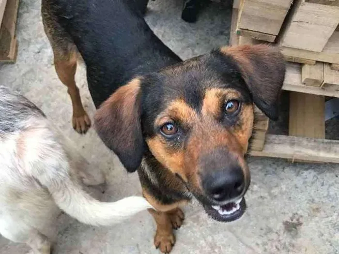 Cachorro ra a SRD idade  nome Paulinho