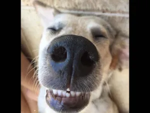 Cachorro raça Burriler  idade 1 ano nome Thor 