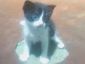 Gato raça  idade 2 a 6 meses nome Luna 