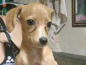 Cachorro ra a SRD idade 2 a 6 meses nome Meninas Camila