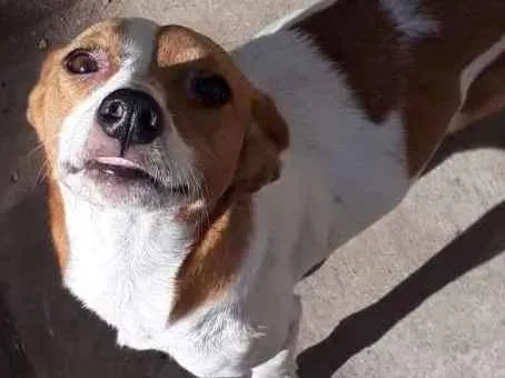 Cachorro ra a srm idade 1 ano nome solphy