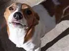Cachorro raça srm idade 1 ano nome solphy