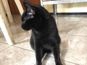 Gato raça  idade 1 ano nome Yuke