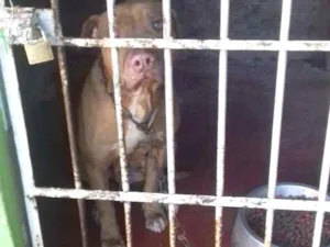 Cachorro raça Pitbull idade 6 ou mais anos nome Zafira
