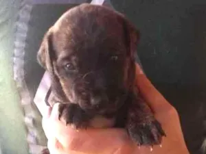 Cachorro raça Não definida idade Abaixo de 2 meses nome Sem nome