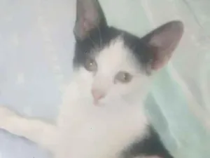 Gato raça  idade 2 a 6 meses nome Mimi