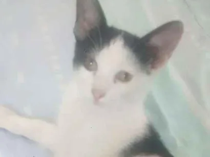 Gato raça  idade 2 a 6 meses nome Mimi