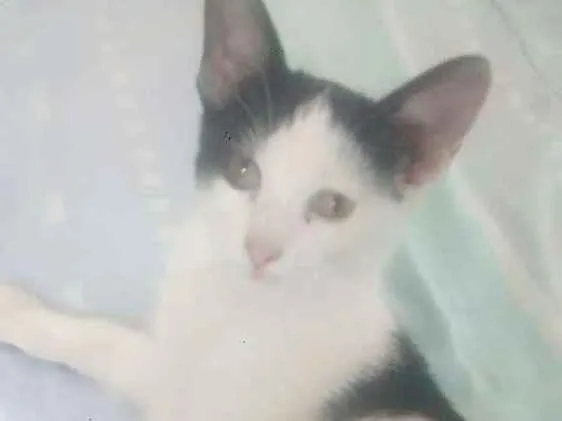 Gato ra a  idade 2 a 6 meses nome Mimi