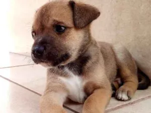Cachorro raça SRD idade Abaixo de 2 meses nome Não possuem