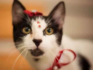 Gato raça Srd idade 7 a 11 meses nome Sem nome